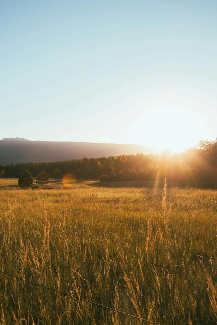Sunset over a grassy field
